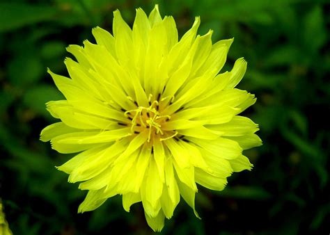 Wild Carolina Desert Chicory Photograph by William Tanneberger | Fine