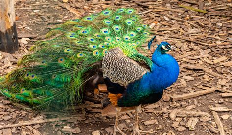 7 Reasons Peacocks Make Good Pets And 7 Reasons Why They Dont