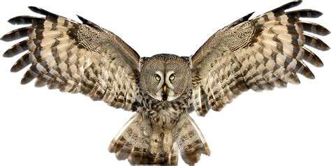 Snowy Owl Great Horned Owl Clip Art Owl Png Pic Png Download 1297