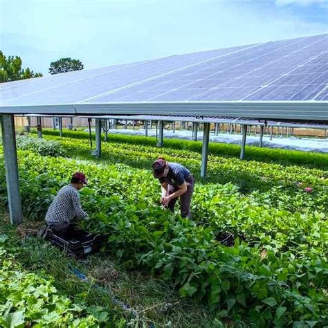 Largest Farm To Grow Crops Under Solar Panels Proves To Be A Bumper Crop For Agrivoltaic Land