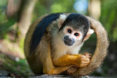 Squirrel Monkeys Wild Animals News And Facts