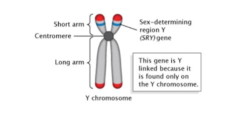 Biology Quiz The Genetics Of Sex Proprofs Quiz