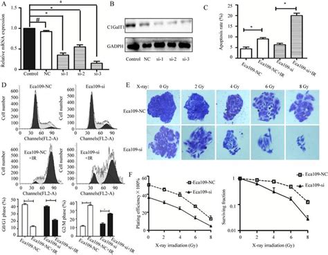 Knockdown Of C Galt Inhibits Radioresistance Of Human Esophageal