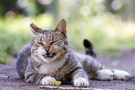 Feline Lower Urinary Tract Disease Flutd Petcarerx