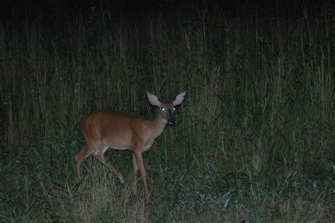 20 Lesser Known Whitetail Deer Facts And Trivia For Hunters