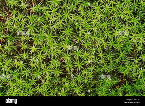 Carpet Of Moss Stock Photo Alamy
