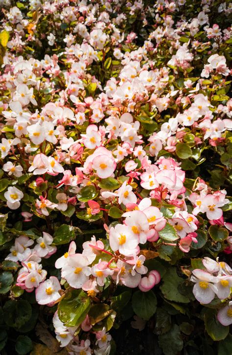 10 Gorgeous Shade Plants That Love Shade Bees And Roses