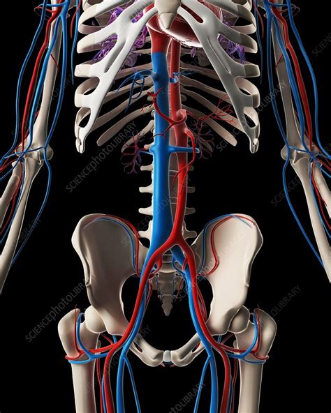 Human Vascular System Model