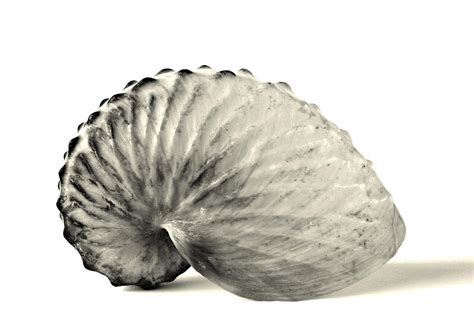 Paper Nautilus Shell Photograph By Meir Ezrachi