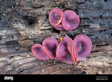 Ascocoryne Cylichnium Fungus Growing On Rotting Beech Wood Peak
