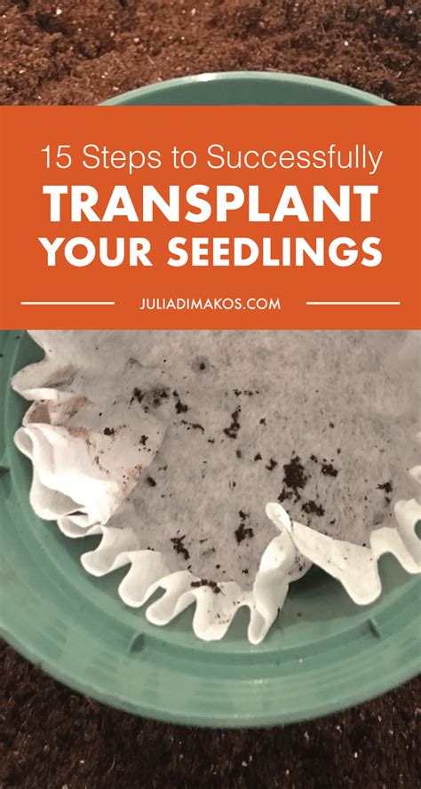 15 Steps To Successfully Transplant Your Seedlings Julia Dimakos