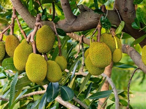How To Grow Jackfruit With Branches In Banana Flowers For Many Roots