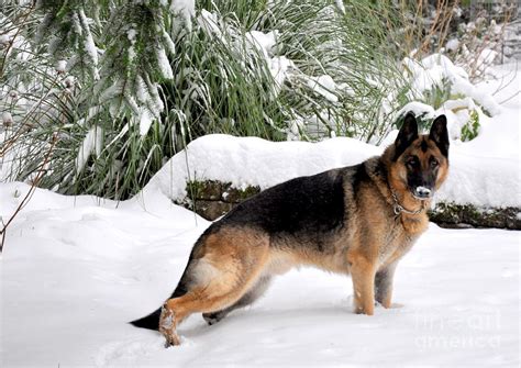 German Shepherd In The Snow 3 Photograph By Tanya Searcy