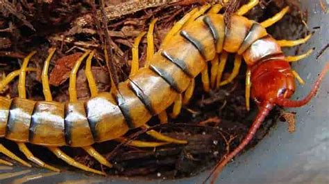 Where Do Centipedes Live And How To Recognize Them Centipede Creepy