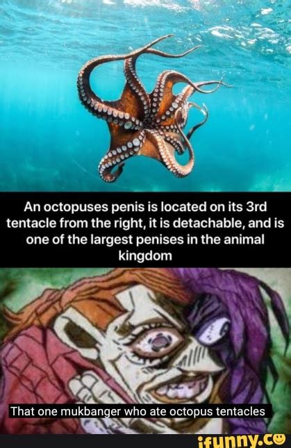 An Octopuses Penis Located On Its Tentacle From The Right It Is Detachable And Is One Of The
