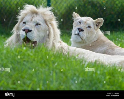 A Pair Of The Beautiful And Dangerous White Lions Laying On The Grass