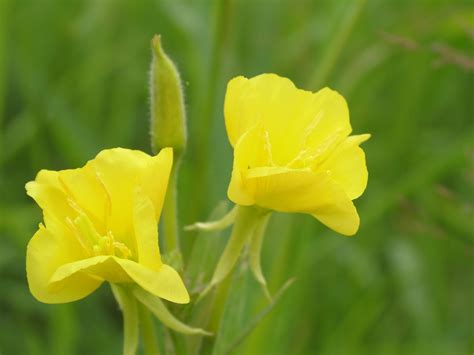 How To Grow And Care For Evening Primrose