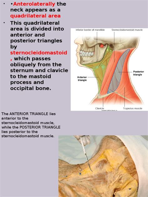Firstly, any conditions which increase your risk of narrowing the artery need to be addressed. Triangles of the Neck | Common Carotid Artery | Neck