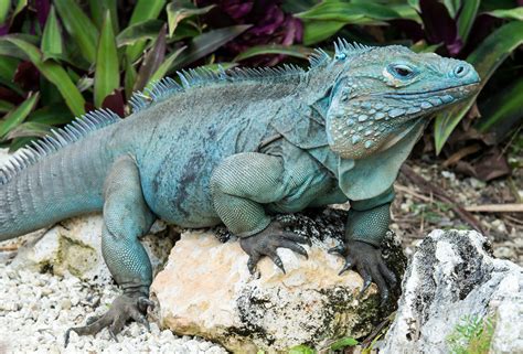Blue Iguana Click To Learn All About This Species Of Iguana
