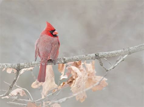 Male Northern Cardinal Stock Photo Image Of Perched 64328628