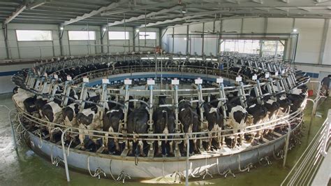 Cows During Milking On A Rotary Milking Parlor In A Large Dairy Farm
