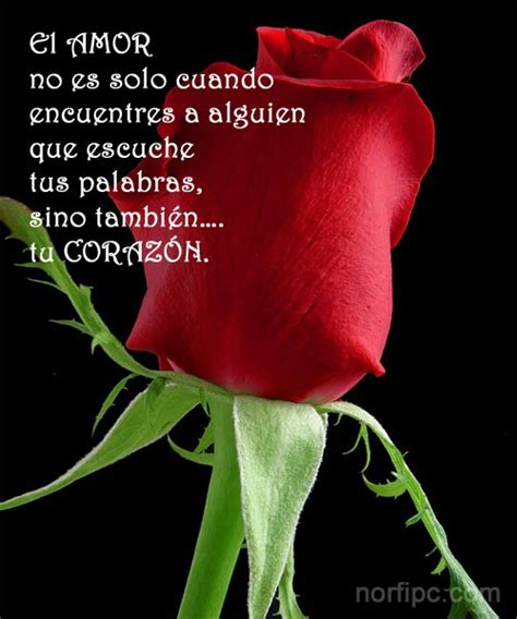Im Genes De Rosas Rojas Con Frases De Amor Romanticas