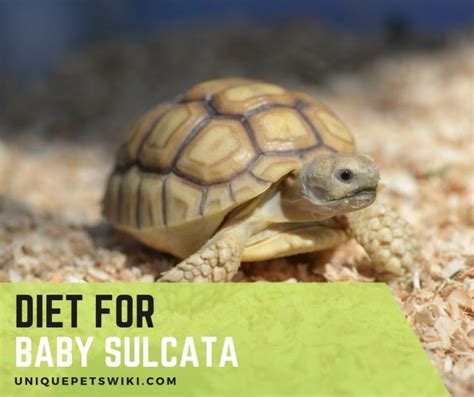 How Much Do Sulcata Tortoises Cost Reptilecity