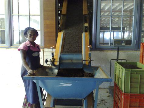 Blue Fields Tea Factory Worker Sri Lanka Steve Weaver Flickr