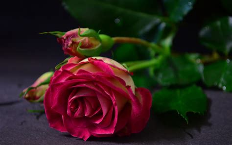 Tapeta Na Pulpit Piękne Róże Na Telefon Kategoria Róże Impierium Tapet