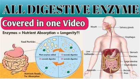 All Digestive Enzyme At One Placestudy Bytes Youtube