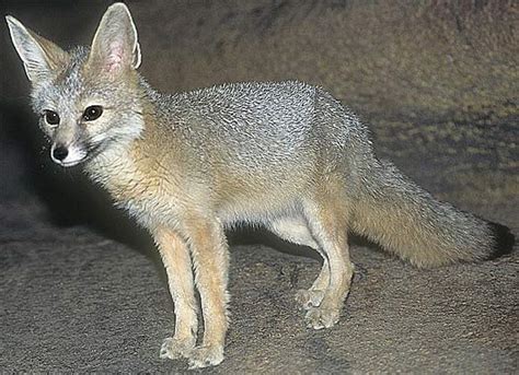 Kit Fox Big Ears In The Desert Animal Pictures And Facts