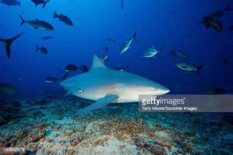 Bull Shark Fin Photos And Premium High Res Pictures Getty Images