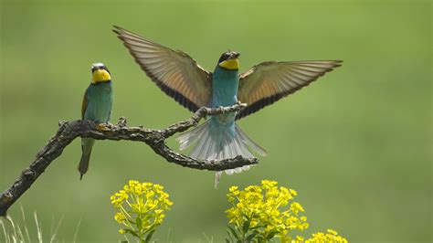 Oiseaux Fond Ecran Hd