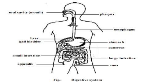 Man Stomach With Diagram