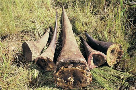 Poaching Saving Earth Encyclopedia Britannica
