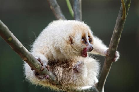 what is a slow loris everything you need to know about this cute but venomous primate bbc