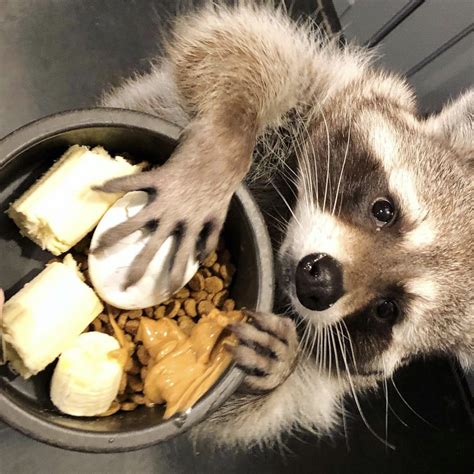 Just A Raccoon With Hands Pet Raccoon Raccoon Cute Raccoon