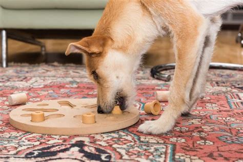 17 Cool Dog Games Fun Activities For You And Your Pooch Puppy In