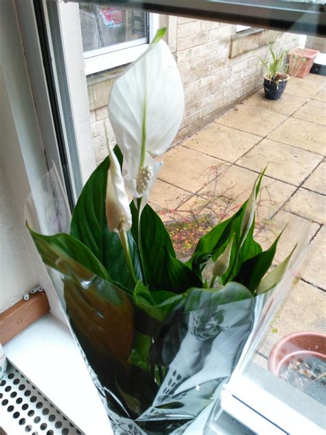 Remove the plant from its pot and split it into smaller plants. Peace lily? Someone brought it into my place of work for ...