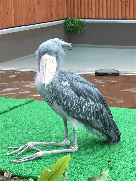Apr 26, 2021 · standing between 4.5 and 5.5 feet in height (and with a weight of 12 pounds), the shoebill stork is among the largest birds in the world. When my knees are burning, the Shoebill Stork is doing it ...