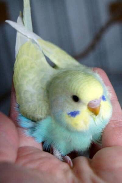 budgies for sale | in Hawick, Scottish Borders | Gumtree