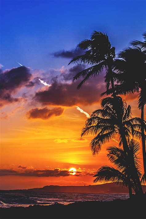 What are the different types of indoor palm trees? Beach Sunset Emoji Copy And Paste - BEACH NICE
