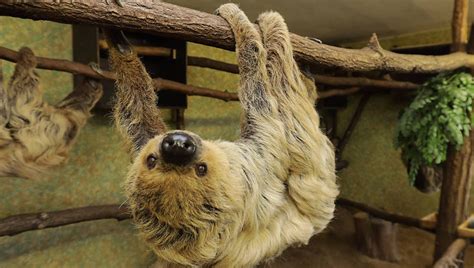 Mourning The Worlds Oldest Sloth Paula The End Of Comfort The Limited Times