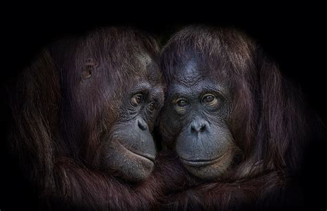 Animals Apes Orangutans Hd Wallpaper Wallpaperbetter