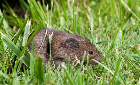 The Difference Between Voles And Moles Think Ipm Blog