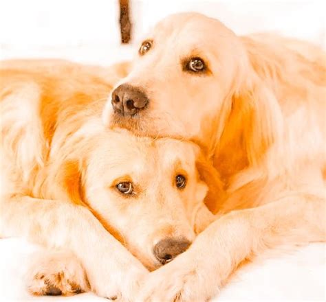 Maybe you would like to learn more about one of these? 𝚎𝚍𝚒𝚝𝚎𝚍 𝚋𝚢 @𝚓𝚊𝚟𝚒𝚐𝚐𝚐𝚐 in 2020 | Cute animals, Cute baby ...