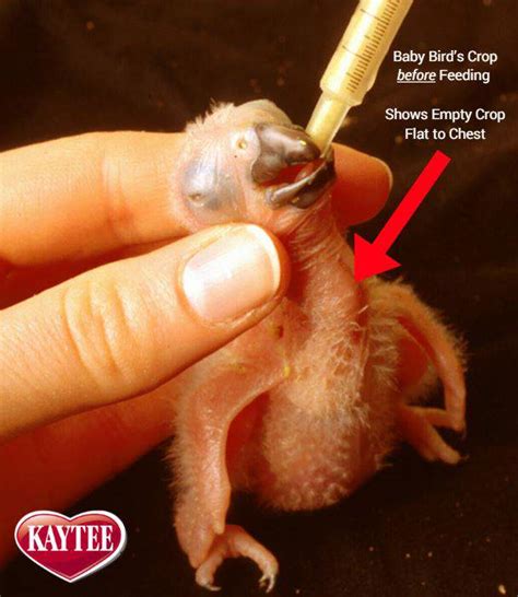what is the crop of a bird crop anatomy avian digestive system kaytee