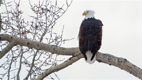 Bald Eagle In Winters Cottonwood Photograph By Tracie Fernandez