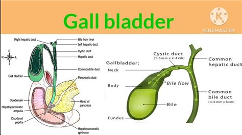 Gallbladder Anatomy And Physiology Gallbladder Structure Functions