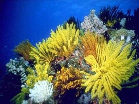 Undersea Beauty Ocean Plants Underwater Plants Underwater Pictures